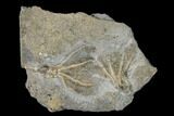 Two Fossil Crinoids (Dichocrinus multiplex) - Gilmore City, Iowa #148684-1